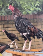 SOLD OUT Fresh Mianwali Aseel