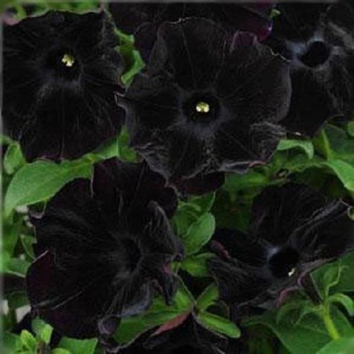 Petunia trailing back to - petunia,