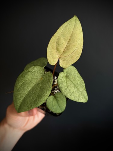 Anthurium dark phoenix mint - anthurium,
