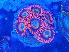 Blonde Eye Zoa Frag zoas  frag