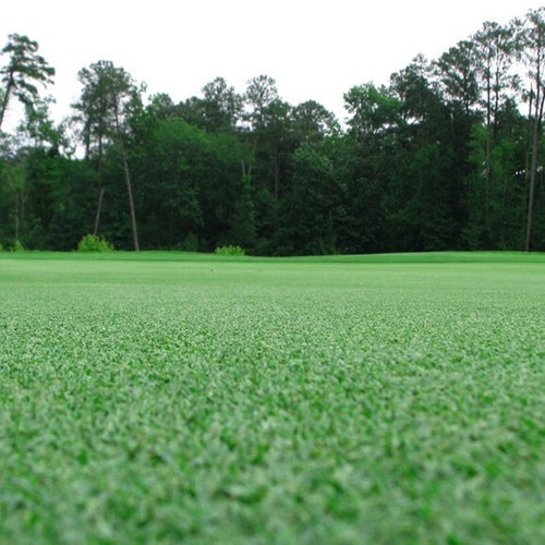 Premium bermuda grass seed - premium,