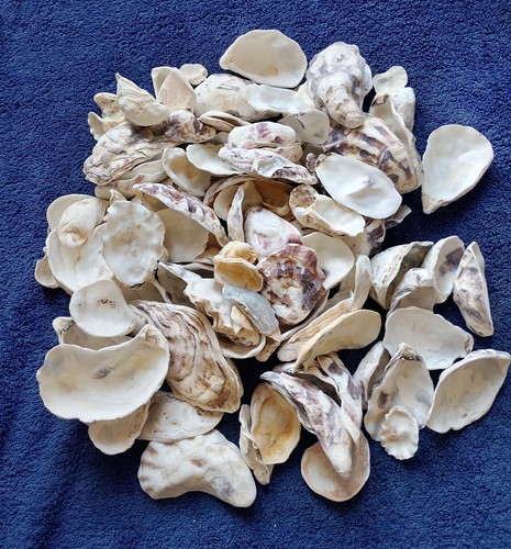 100 mixed size oyster - size,