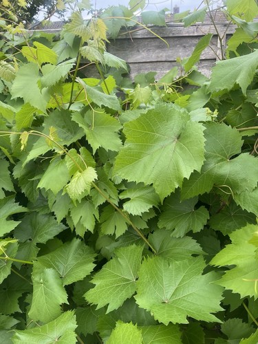 Fresh organic grape vine - fresh,