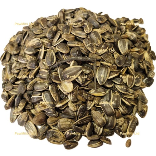 Medium striped sunflower - striped,