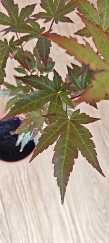 Acer palmatum mila japanese - palmatum,