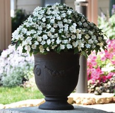 Impatiens mini plug plants