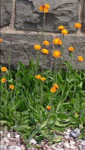 Potted fox and cubs - 2,
