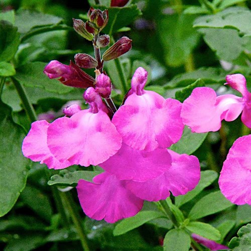 Salvia cool pink - ,