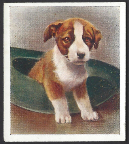 Phillips our puppies 24 - -,
