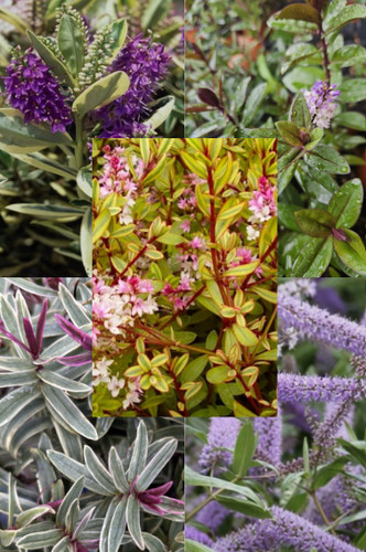 Hebe evergreen shrub - x,