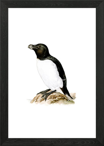 Vintage razorbill bird - vintage, framed