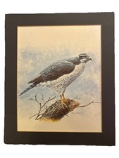 Bird of Prey Print –