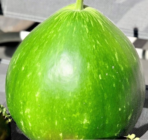 Round big gourd - round, bangla lau