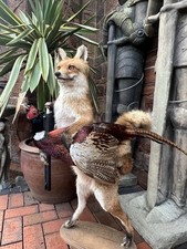 Anthropomorphic taxidermy fox - anthropomorphic,