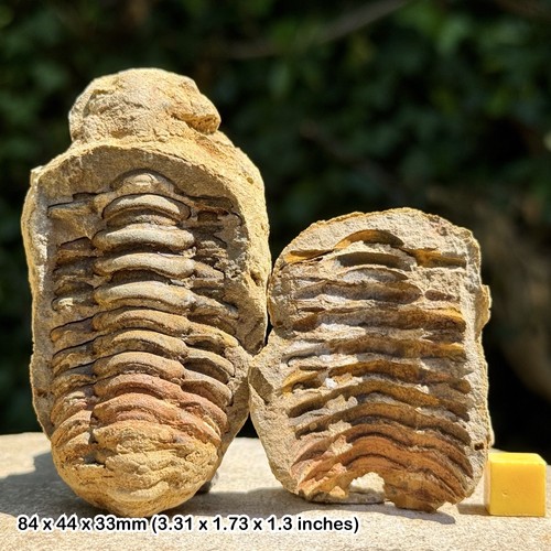 Diacalymene trilobite fossil - diacalymene,