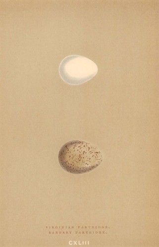 British bird eggs virginian - eggs.,
