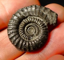 Large Crucilobiceras pyrite ammonite fossil (28 mm) Jurassic Coast UK minerals