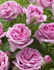 Violet Hybrid Rose Bareroot