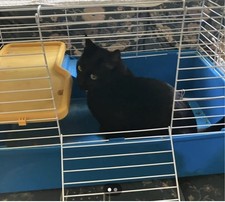 Guinea Pig/Small Rabbit Cage