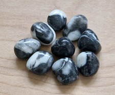 SHELL JASPER 20-30 mm (x1)
