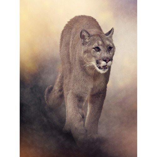 Mountain lion cougar - mountain,