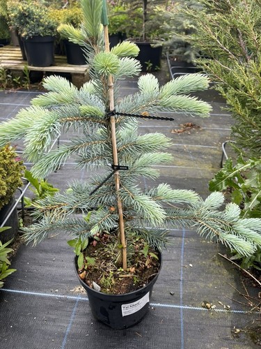 Picea pungens fat albert - pungens, albert'