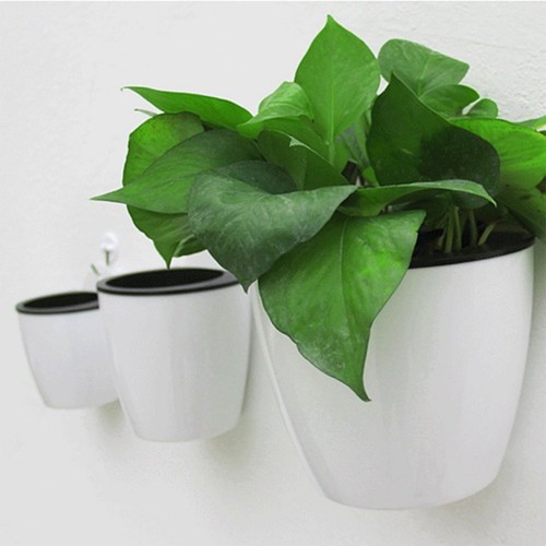 Flower pot wall - plant, pots