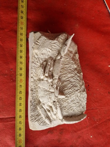 Fossil crab crabs - fossil,