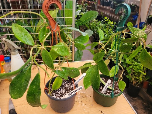 Hoya diversifolia large - hoya,