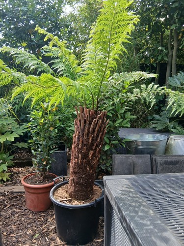 Tree fern dicksonia - fern,