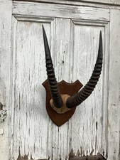 Antique ,Vintage Horns