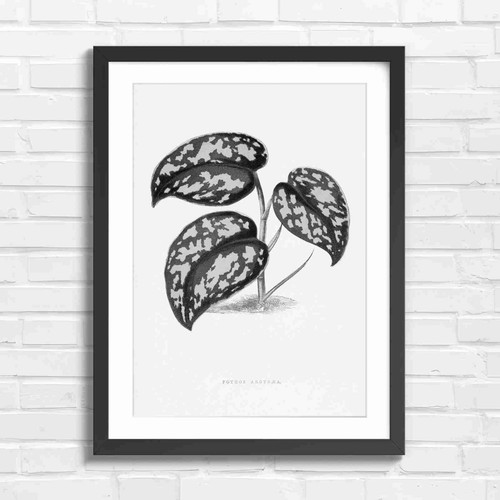 Botanical pothos plant - botanical,