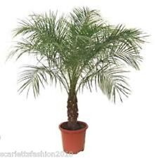Phoenix roebelenii Pygmy Date Palm  seeds