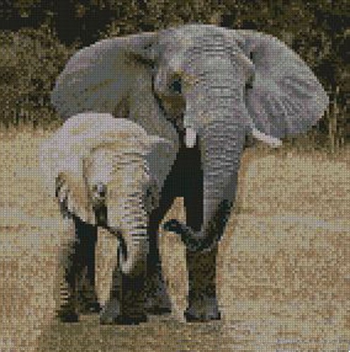 Elephant baby counted - baby, cross