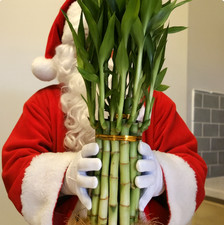 Lucky Bamboo Plant Live