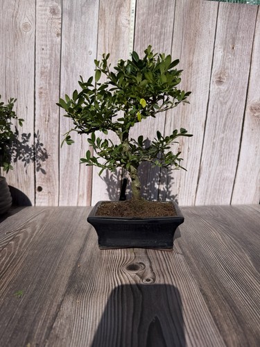 Focus bonsai tree - focus,