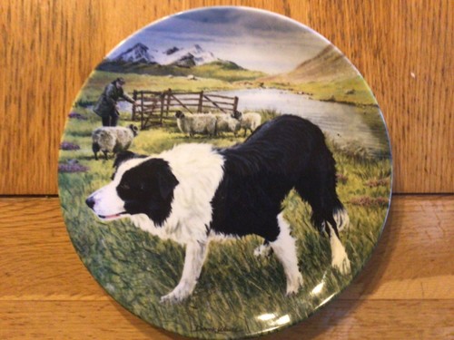 Border collie dog plate the - collie,