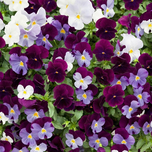 Pansy cool wave - berries, &