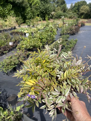 Polemonium golden feathers - polemonium,