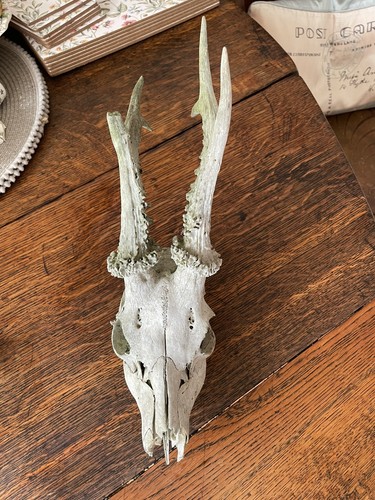 Roe deer skull - ,