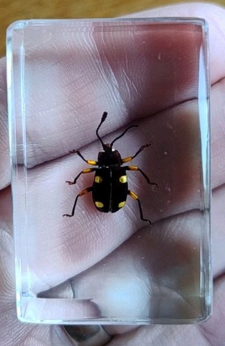 Real beetle bug insect - real,