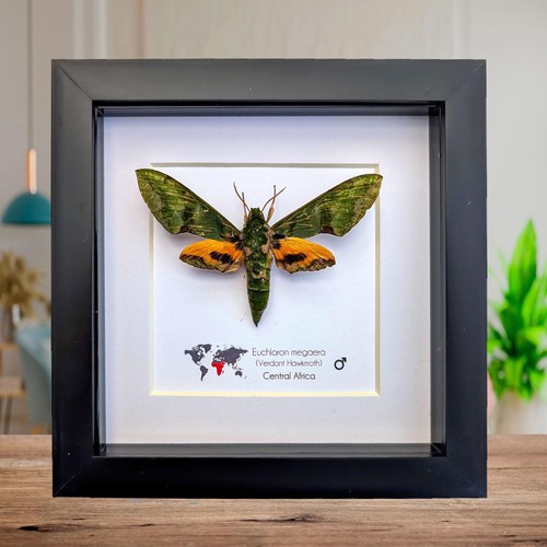 Framed euchloron megaera - euchloron,