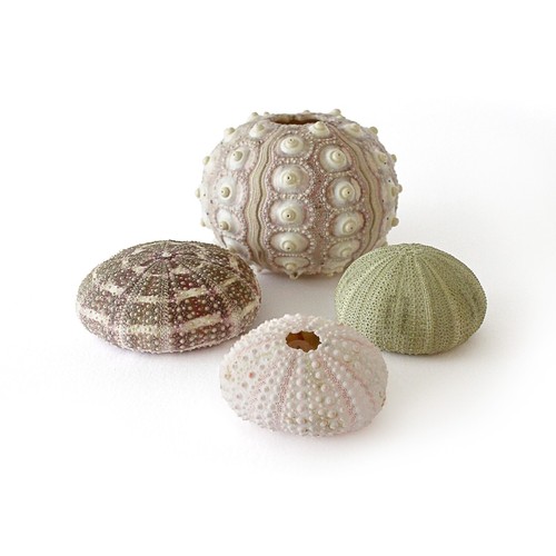 Sea urchins natural - sea,