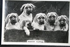 MASTIFF PUPPIES  Vintage 1939 Black & White Photo Card  EE62M