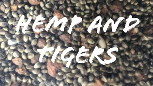 20kg unprepared hemp - 20kg,
