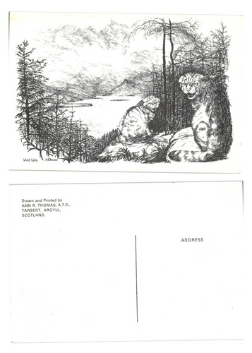 Postcard scottish wild - -, cats