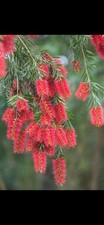 Callistemon rigidus - callistemon,
