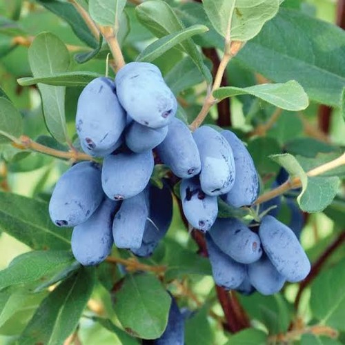 Honeyberry plant boreal beast - boreal,