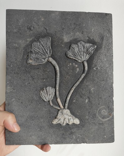 Natural devonian prehistoric - natural,