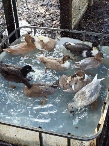 Duck eggs fertile - duck,